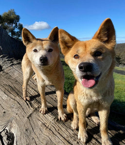 let's hear it for the australian dingo foundation