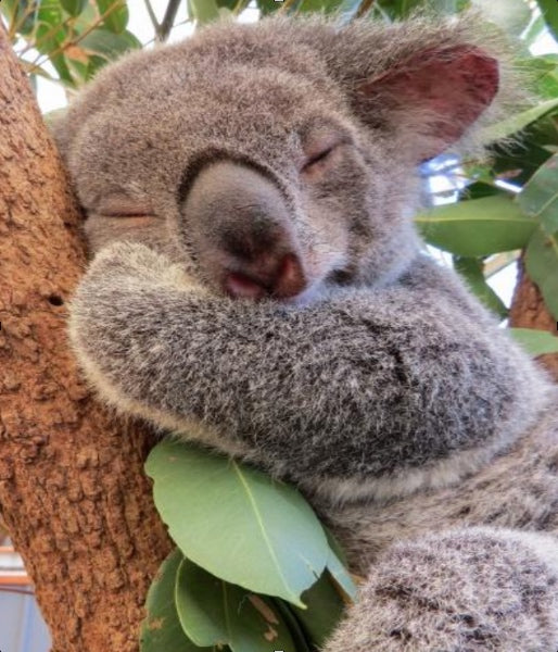 butt naked does save the koala month