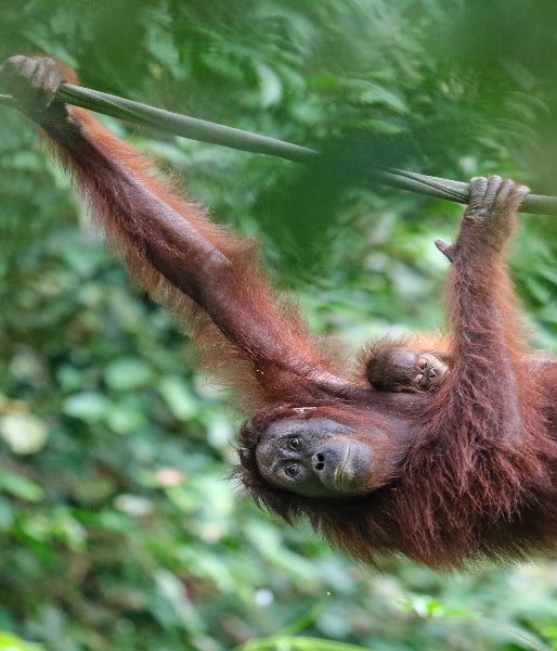 guess who's just been officially certified palm oil free? WE HAVE