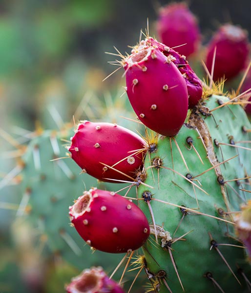 nopal cactus, hydrating magic for your skin.